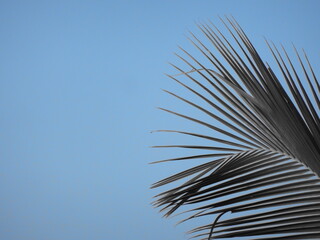 Coconut tree as object in blue sky background wallpaper