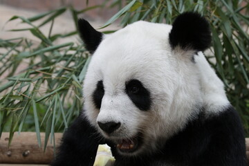 Fluffy Giant Panda Eating Bamboo Shoot, Thailand