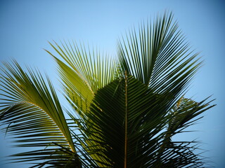 Coconut tree as object in blue sky background wallpaper