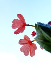 Pink colored beautiful flowers with background