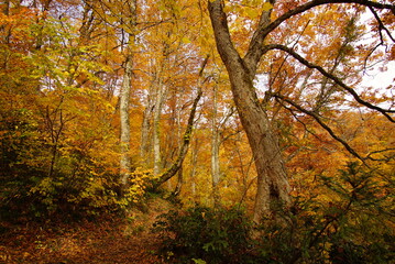 Autumn landscape. Autumn is a wonderful time of the year, with beautiful colors and a peaceful atmosphere around, Japan