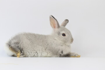 Grey Bunny Rabbit Sitting on White Background