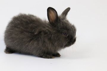 Funny Pose of Black Bunny Rabbit, White background