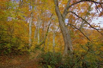 Obraz premium Autumn landscape. Autumn is a wonderful time of the year, with beautiful colors and a peaceful atmosphere around, Japan
