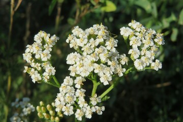 Yarrow flowers in the meadow, closeup