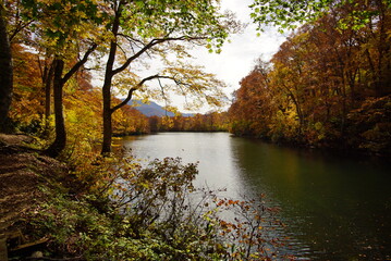 Obraz premium Autumn landscape beautiful colored trees. wonderful picturesque background. color in nature, Japan