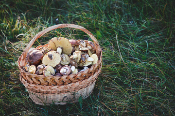 Fototapeta na wymiar basket with mushrooms