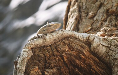 indian monitor lizard
