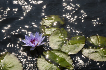 Water lily Nymphaea tetragona