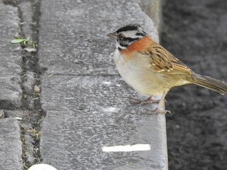 Sparrow on a sidewalk 