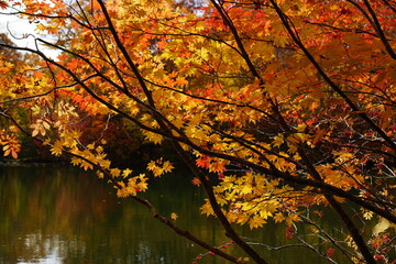 Colorful autumn landscape.Nature background. the lake in the autumnal forest, Japan
