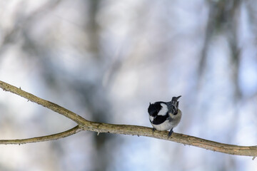 Forest birds live near the feeders in winter