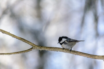 Forest birds live near the feeders in winter