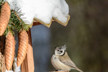 Forest birds live near the feeders in winter
