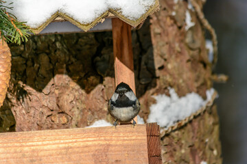 Forest birds live near the feeders in winter
