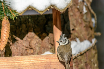 Forest birds live near the feeders in winter