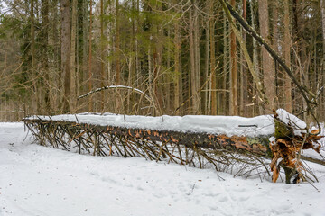 The colors of nature in cold winter