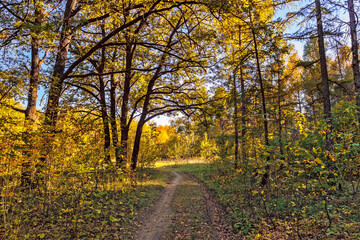 rural landscape with a path in the yellow autumn forest