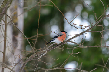 Forest birds live near the feeders in winter