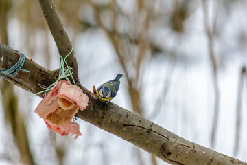 Forest birds live near the feeders in winter