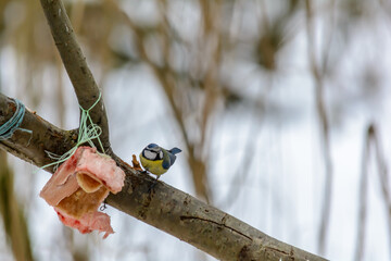 Forest birds live near the feeders in winter