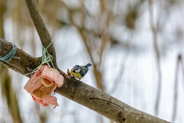 Forest birds live near the feeders in winter