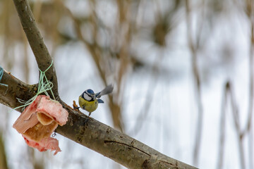 Forest birds live near the feeders in winter