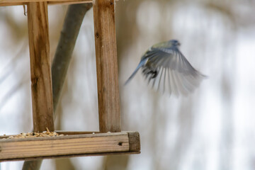 Forest birds live near the feeders in winter