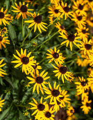 Close up of yellow black eyed susan flowers, daisies, Daisy, bouquet, meadow of flowers, bright yellow flowers, bunch, decorative, picking