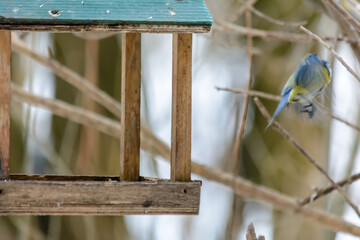 Forest birds live near the feeders in winter