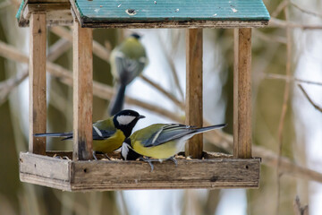 Forest birds live near the feeders in winter