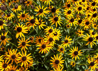Fototapeta na wymiar Close up of yellow black eyed susan flowers, daisies, Daisy, bouquet, meadow of flowers, bright yellow flowers, bunch, decorative, picking 