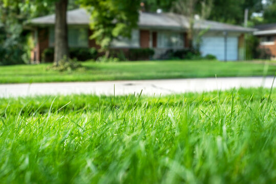 Closeup shallow focus green grass lawn and suburban residential home, sunshine, healthy lawn, dull lawnmower blade, damaged grass, new overseed grass, fertilizer, blades 