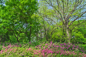 Wuhan East lake Forest Park scenery in spring
