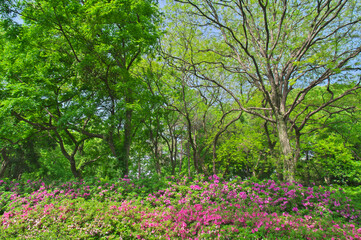 Fototapeta premium Wuhan East lake Forest Park scenery in spring