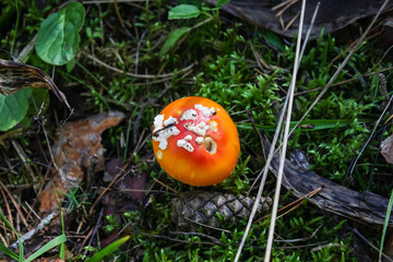fly agaric in the forest-mushroom with a red hat