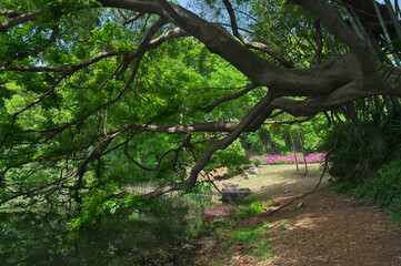 Wuhan East lake Forest Park scenery in spring