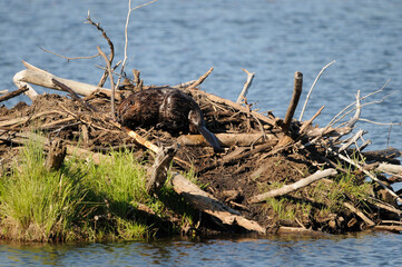 Beaver stock photos. Beaver close-up profile view building a beaver lodge, displaying its brown fur, working skill  in its habitat and environment with a water background.  Image. Picture. Portrait. ©  Aline