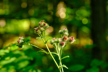 Mehrere Knospen einer Distel im Wald im Abendlicht