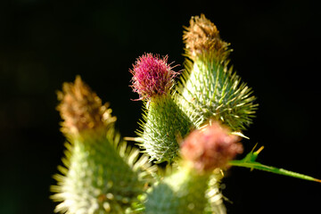 Mehrere Blüten und Knospen einer Distel im Wald