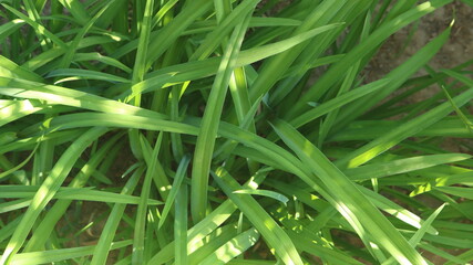 Fototapeta na wymiar fresh long thin grass close up in sun glare as summer deciduous background