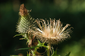 Distel-Blüte und Knospe im Wald im Sommer