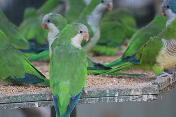 blue and yellow parrot