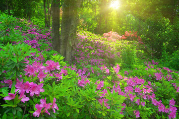 Fototapeta premium Wuhan East lake Forest Park scenery in spring