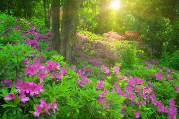 Wuhan East lake Forest Park scenery in spring