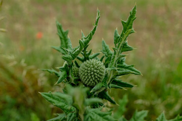 Nahaufnahme / Detail von einer großen Distel vor einem Feld im Hintergrund