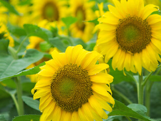 field of sunflowers