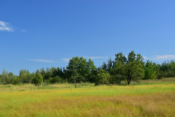 Fototapeta na wymiar Green field with trees. Blue sky.