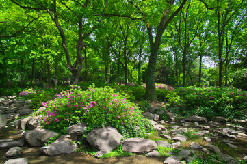 Wuhan East lake Forest Park scenery in spring