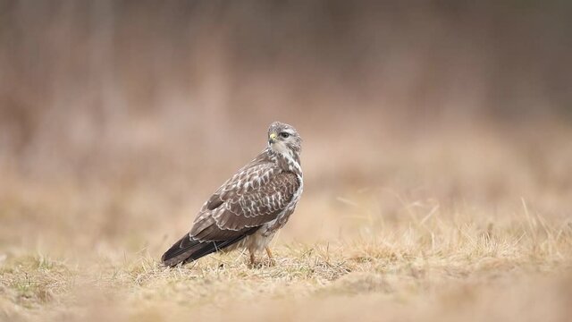 Common buzzard ( Buteo buteo ) close up